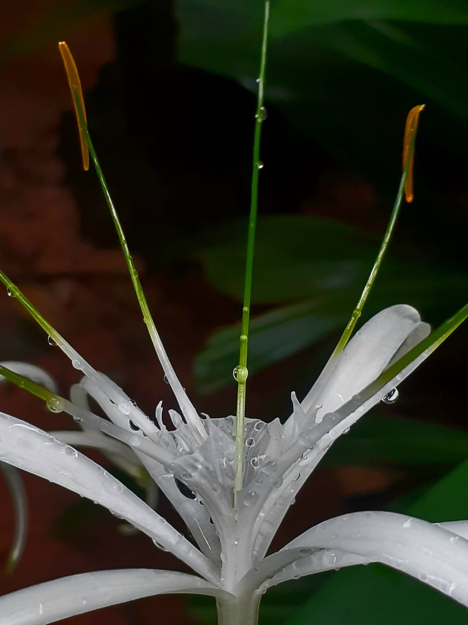 Spider Lily Flower